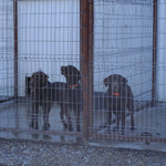 Wire Kennel Panel